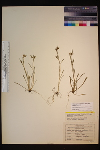 Montiopsis trifida image